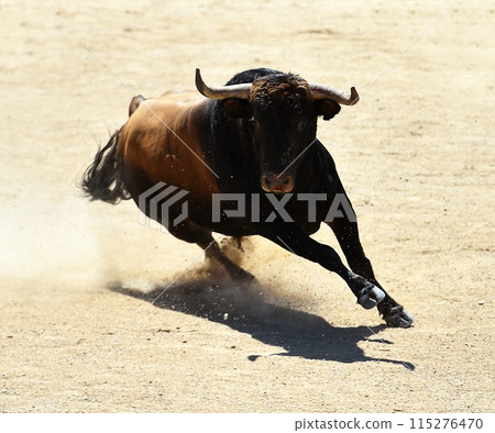 fighting bull in spain 115276470