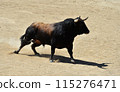 fighting bull in spain 115276471