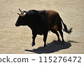 fighting bull in spain 115276472