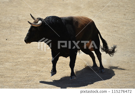fighting bull in spain fighting bull in spain 115276472