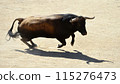 fighting bull in spain 115276473