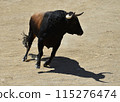 fighting bull in spain 115276474