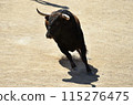 fighting bull in spain 115276475