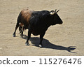 fighting bull in spain 115276476