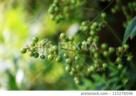 Autumn forest scenery: still green nandina berries Autumn forest scenery: still green nandina berries 115276506