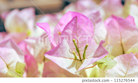 Bougainvillea 115276544