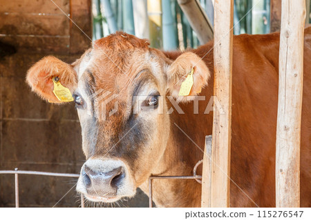 一頭牛看著相機的特寫鏡頭 一頭牛看著相機的特寫鏡頭 115276547