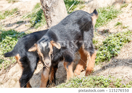Black goat looking at camera 115276550