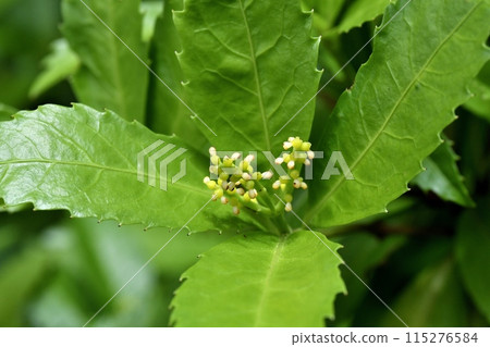 千兩花雄蕊和雌蕊 千兩花雄蕊和雌蕊 115276584
