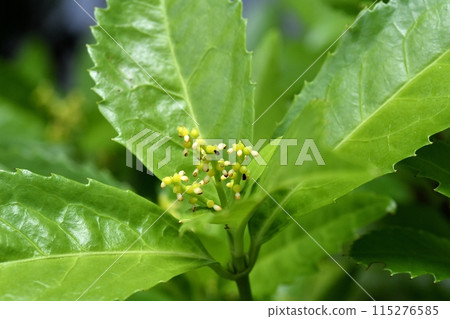 千兩花雄蕊和雌蕊 115276585