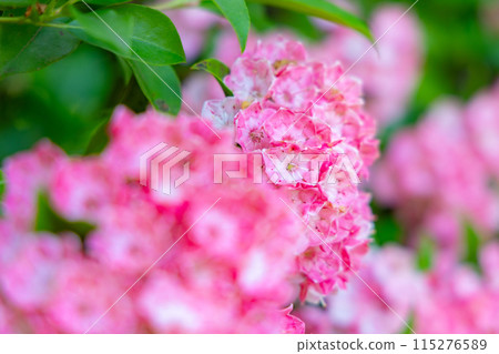 Beautiful pink hydrangea 115276589