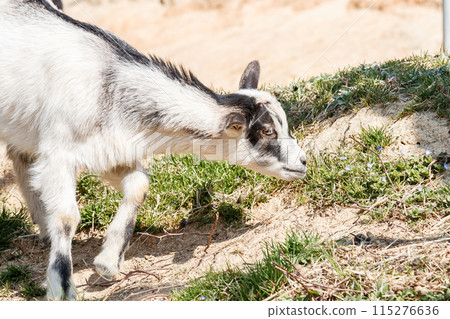 Black and white goat Black and white goat 115276636