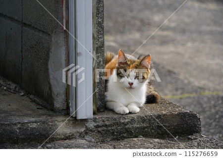 Cats on remote islands 115276659