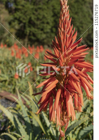 Aloe red flowers 115276719