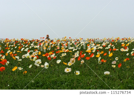 Tottori Four Seasons Walk Spring Flowers Flower Corridor Tottori Four Seasons Walk Spring Flowers Flower Corridor 115276734