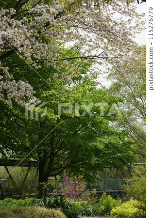 鳥取四季漫步春花花廊 115276779