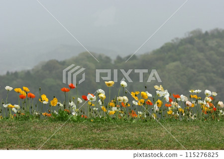 Tottori Four Seasons Walk Spring Flowers Flower Corridor Tottori Four Seasons Walk Spring Flowers Flower Corridor 115276825