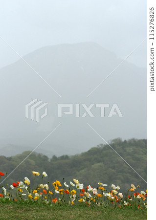 Tottori Four Seasons Walk Spring Flowers Flower Corridor Tottori Four Seasons Walk Spring Flowers Flower Corridor 115276826