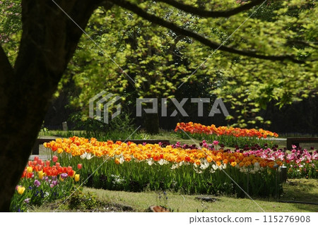 Tottori Four Seasons Walk Spring Flowers Flower Corridor Tottori Four Seasons Walk Spring Flowers Flower Corridor 115276908