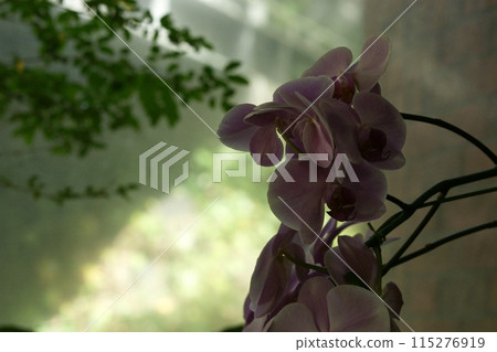 Tottori Four Seasons Walk Spring Flowers Flower Corridor 115276919