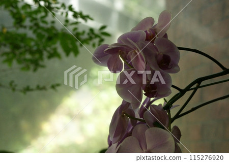 鳥取四季漫步春花花廊 115276920