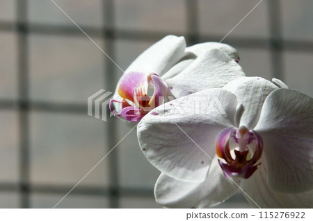 鳥取四季漫步春花花廊 115276922