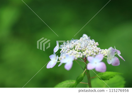 Ezo hydrangea Ezo hydrangea 115276956