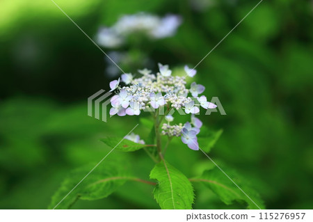 Ezo hydrangea Ezo hydrangea 115276957