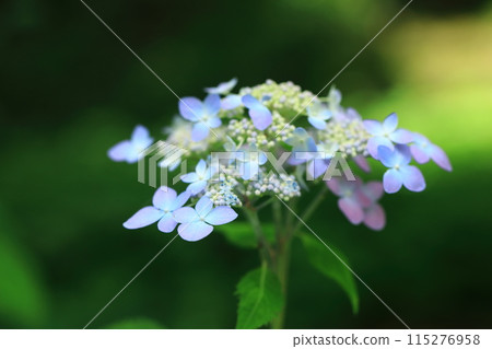 Yezo hydrangea Yezo hydrangea 115276958