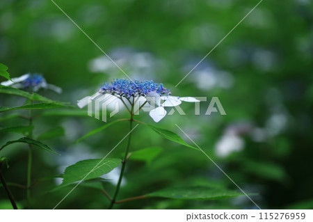 Sweet tea flower Sweet tea flower 115276959