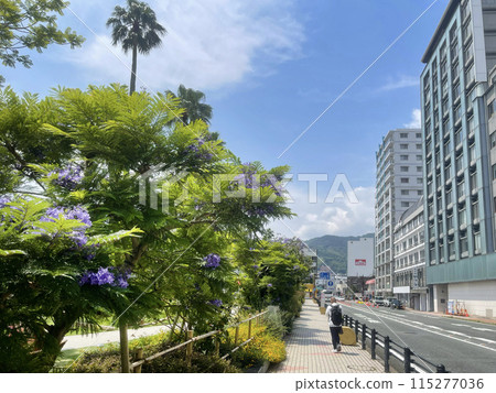 靜岡縣熱海市藍花楹和熱海城市景觀 115277036