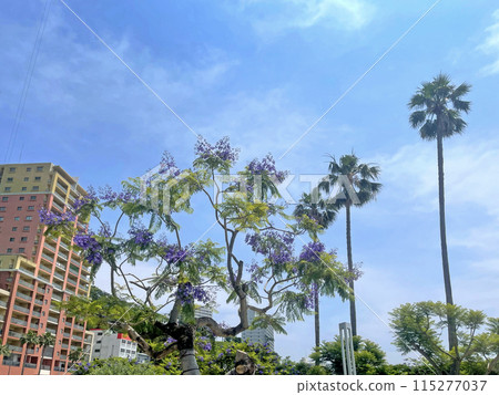 靜岡縣熱海市藍花楹和熱海城市景觀 115277037