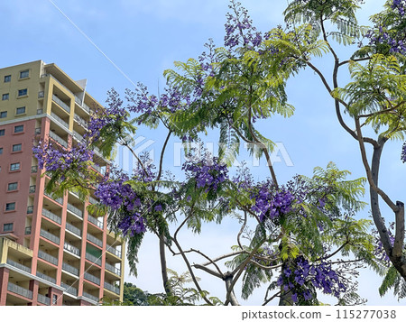 靜岡縣熱海市藍花楹和熱海城市景觀 115277038