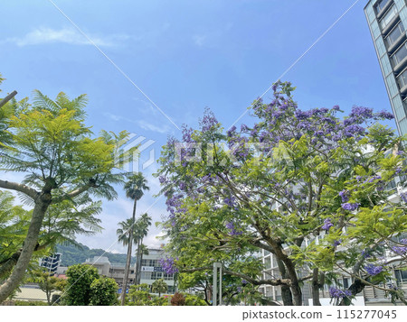 靜岡縣熱海市藍花楹和熱海城市景觀 靜岡縣熱海市藍花楹和熱海城市景觀 115277045