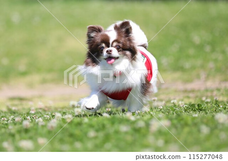 A cute chihuahua wearing red clothes and running energetically 115277048