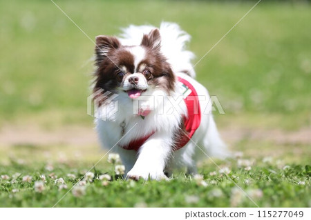 A cute chihuahua wearing red clothes and running energetically A cute chihuahua wearing red clothes and running energetically 115277049
