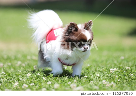 可愛的吉娃娃穿著紅色的衣服，快樂地奔跑 115277050