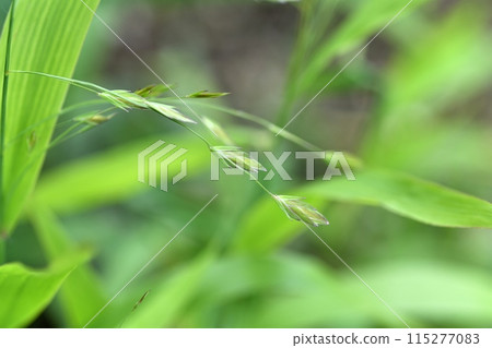 Ear of chickweed Ear of chickweed 115277083
