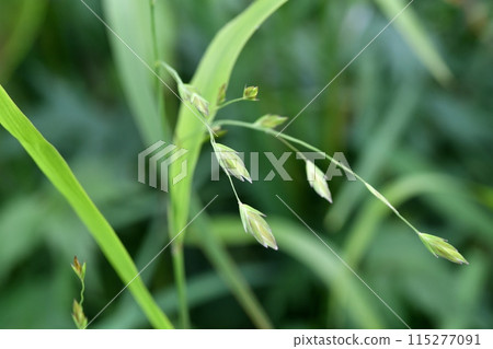 小番莊的耳朵 115277091