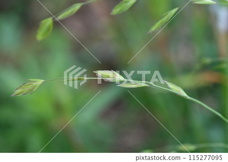 Ear of chickweed 115277095