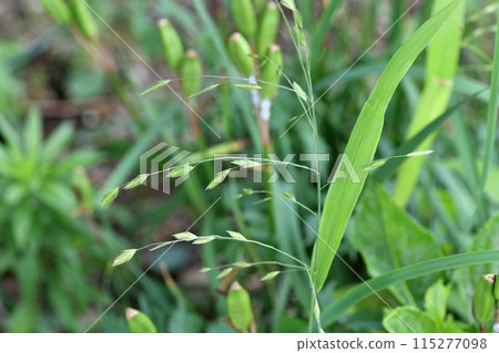 Ear of chickweed 115277098