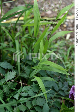 Ear of chickweed Ear of chickweed 115277100