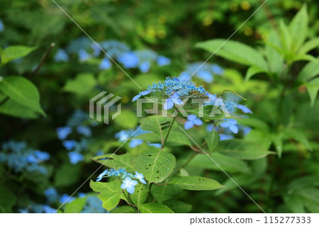 山繡球花 115277333