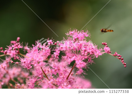 Kyoganoko and Narrow-winged Fly Kyoganoko and Narrow-winged Fly 115277338