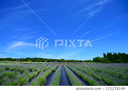 Lavender fields and blue skies in Misato Town, Akita Prefecture 115278149