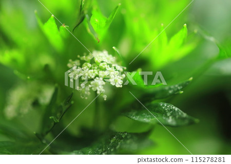 歐芹花 115278281