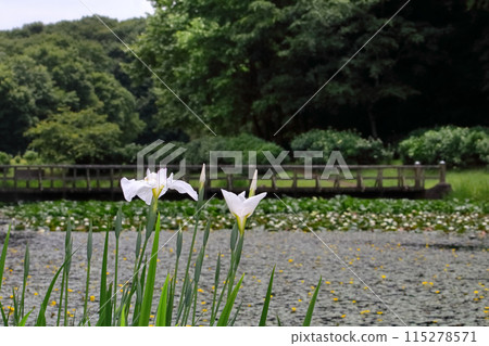 Romantic Ibaraki (A cozy park spreads out near Ibaraki Airport, the gateway to the sky.) Yasuragi no Sato Ogawa, Omitama City Romantic Ibaraki (A cozy park spreads out near Ibaraki Airport, the gateway to the sky.) Yasuragi no Sato Ogawa, Omitama City 115278571