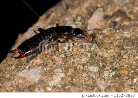 Living Things Insects The earwig, the scissors on its rear look scary? But it's a harmless insect. It just looks creepy. 115278656