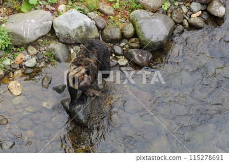 尋找魚的棕熊 115278691