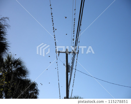 Many birds sit on wires 115278851